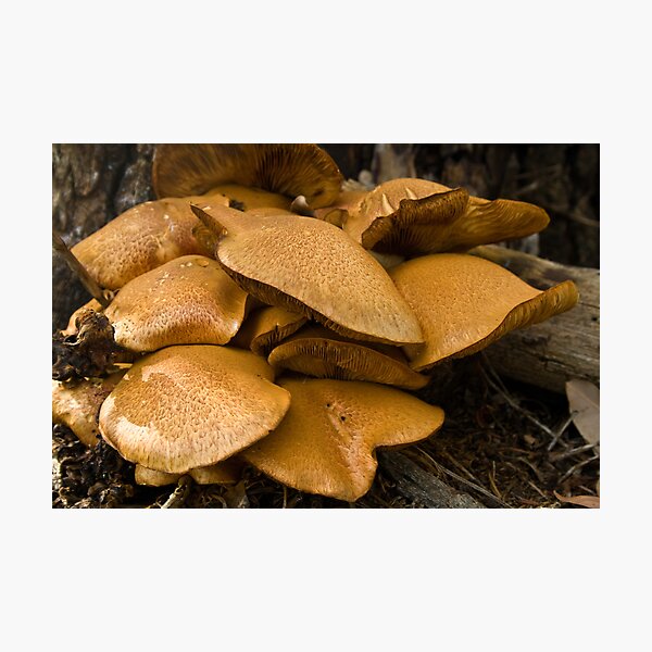 Item preview, Fungi designed and sold by pennyswork.