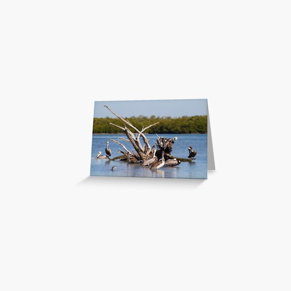 Pelican Bus Stop Greeting Card