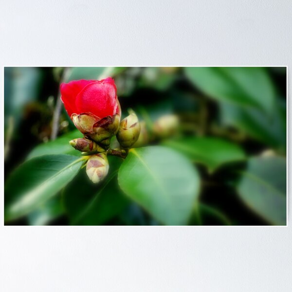 Item preview, Wild Rose designed and sold by stanowen.