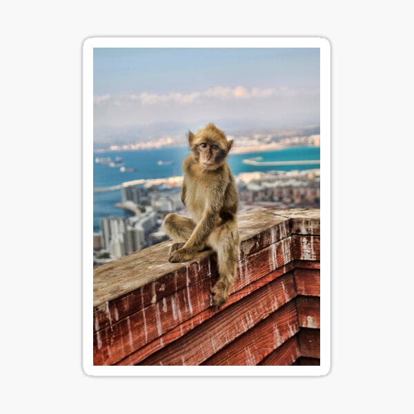 Gibraltar Barbary Macaques Monkey Sticker