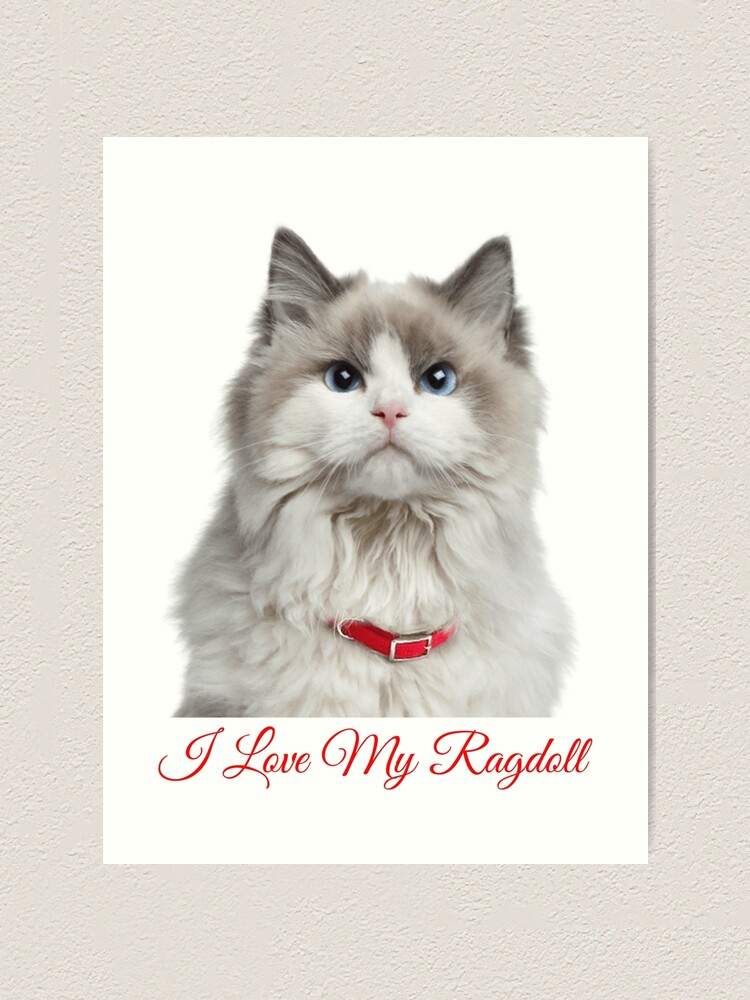 ragdoll love