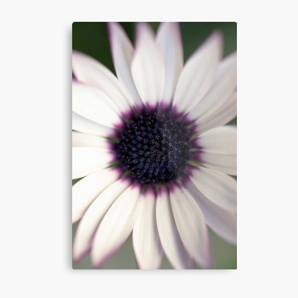 Hipnótica Metal Print