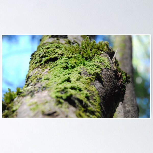 Item preview, Moss Tree designed and sold by Simon Gottschalk.