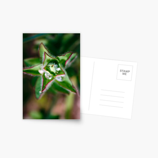 found water in a star Postcard