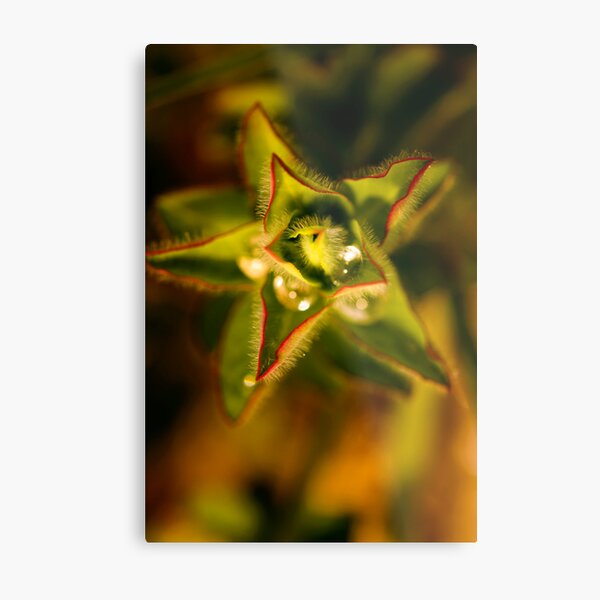found water in a star Metal Print