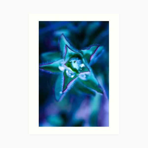 found water in a star Art Print