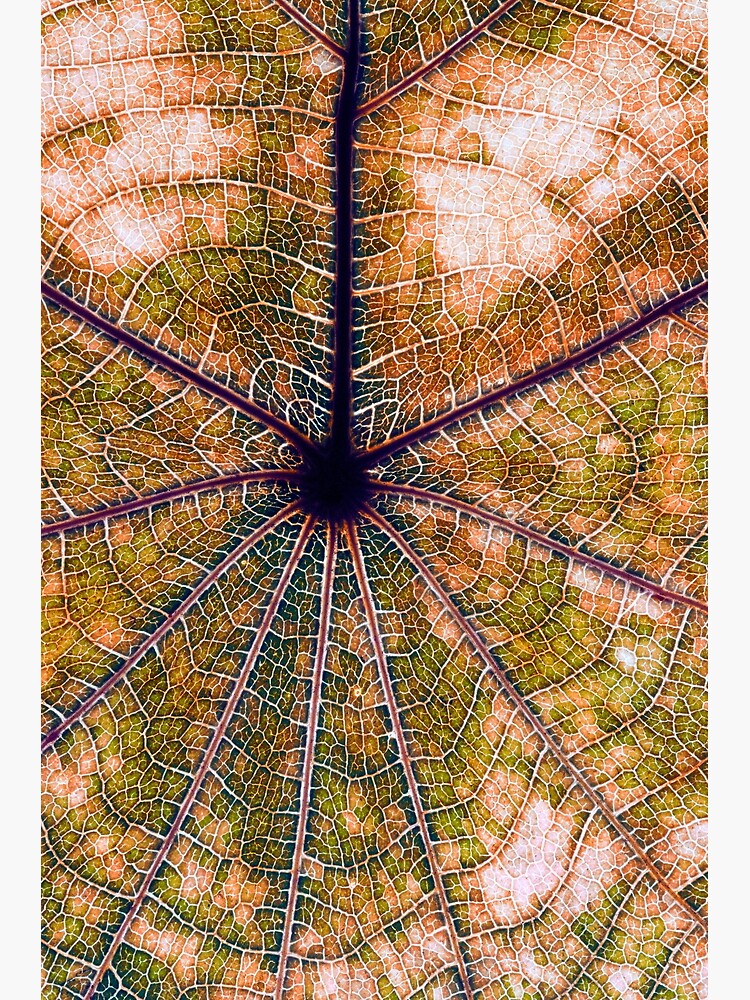 Leaf structure by fardad