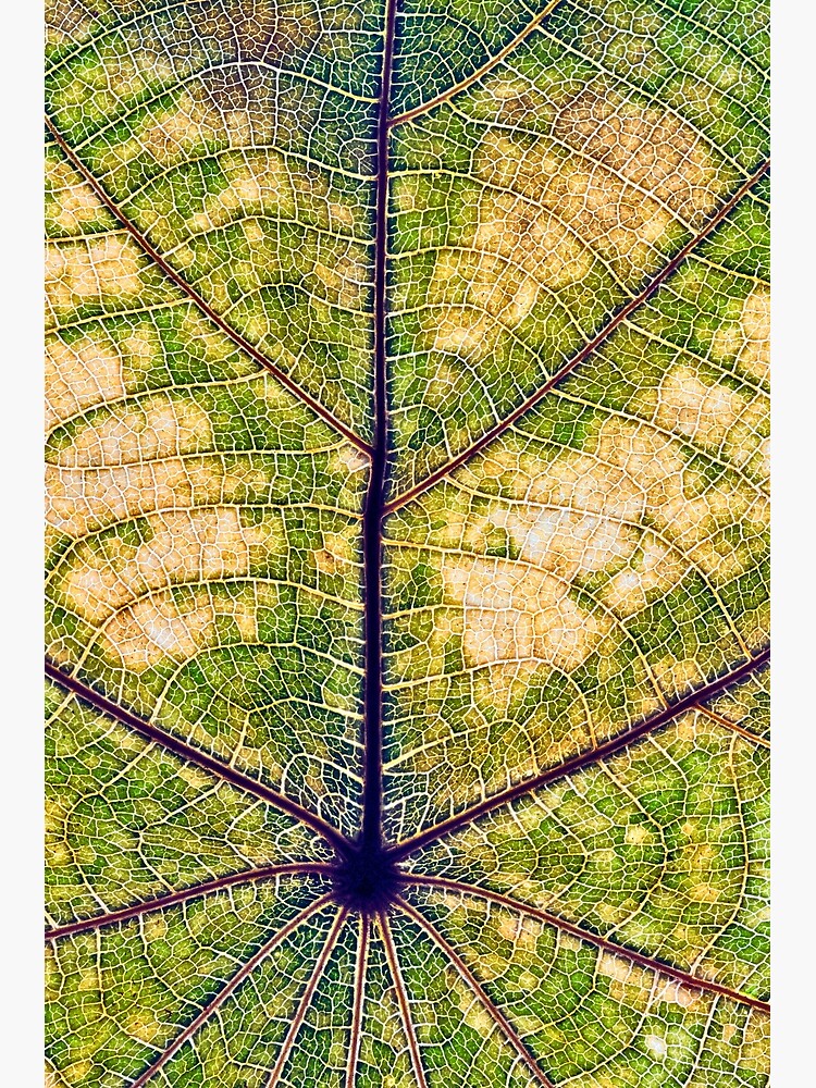 Leaf structure macro by fardad