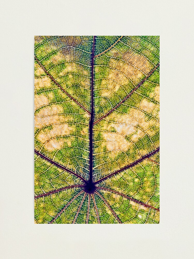 Alternate view of Leaf structure macro Photographic Print