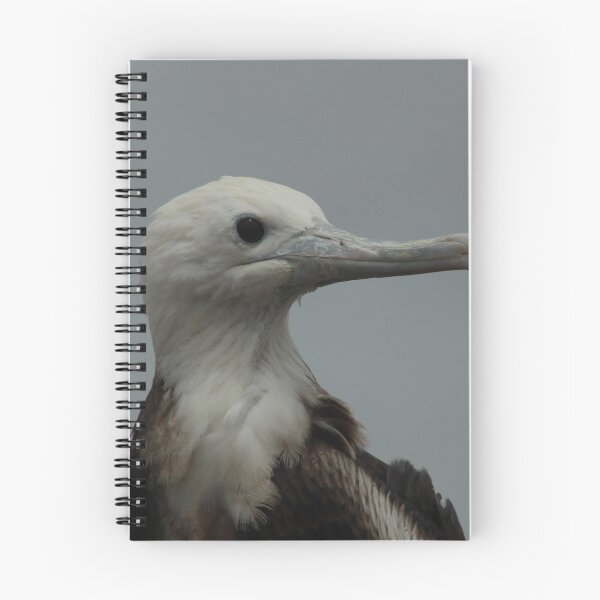 Item preview, Head of a Magnificent Frigate Bird designed and sold by rhamm.