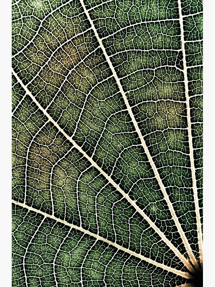 Leaf structure by fardad