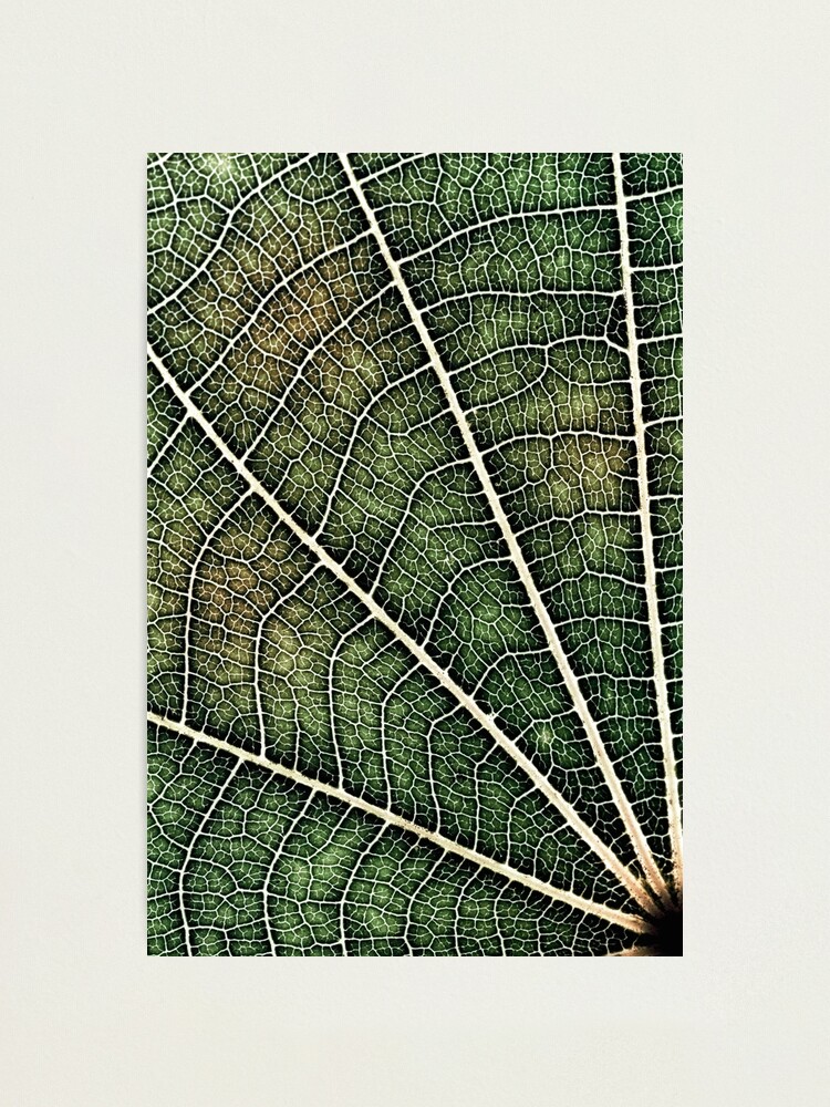 Alternate view of Leaf structure Photographic Print