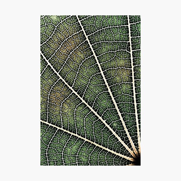 Leaf structure Photographic Print