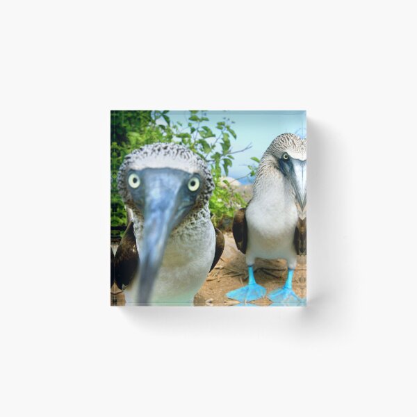 blue footed boobys Acrylic Block