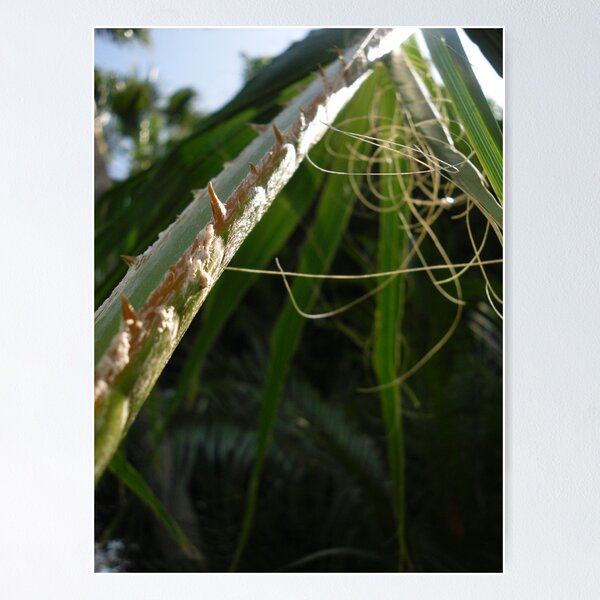 Artikelvorschau, Palm Branch entworfen und verkauft von Erika Townsley.