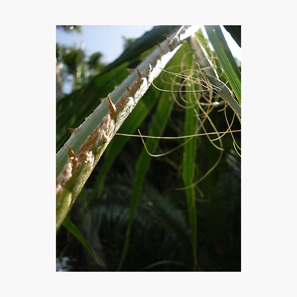 Item preview, Palm Branch designed and sold by Erika Townsley.