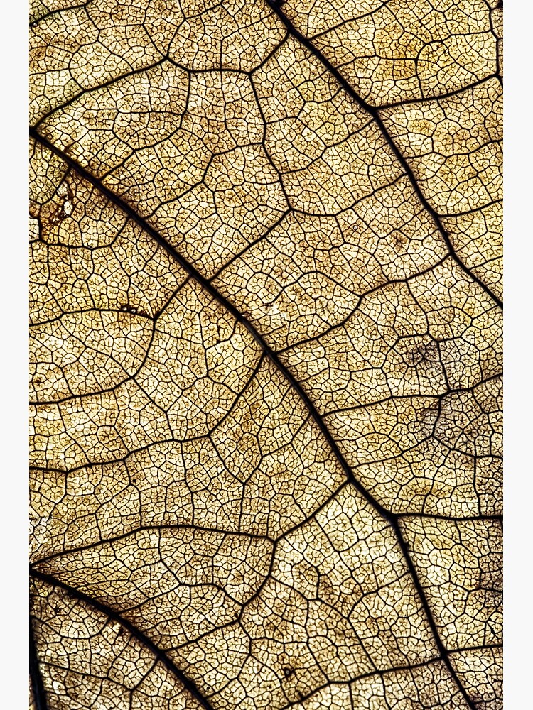 Autumn leaf structure by fardad