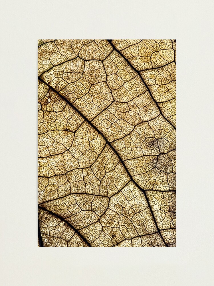 Alternate view of Autumn leaf structure Photographic Print