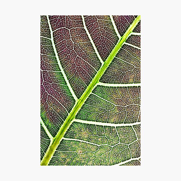 Leaf structure Photographic Print