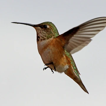Artwork thumbnail, First Springtime Rufous Hummingbird by Chuck Gardner