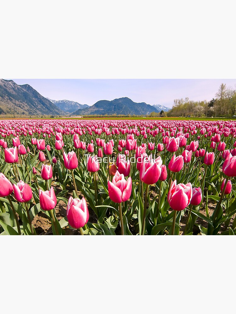 Tulip Farm by taos
