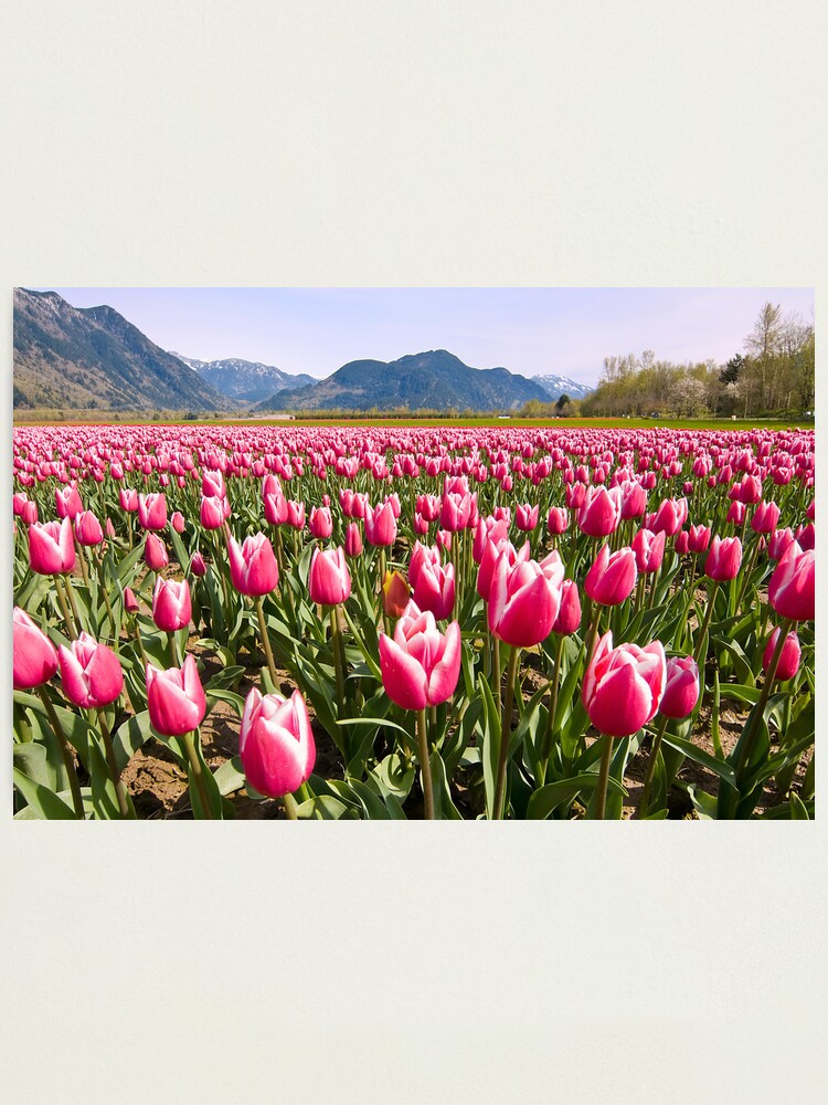 Alternate view of Tulip Farm Photographic Print