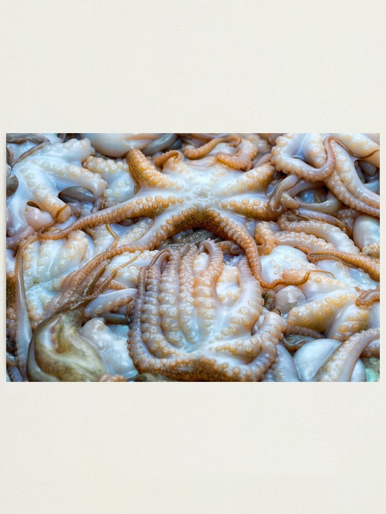 Alternate view of Baby octopus Photographic Print