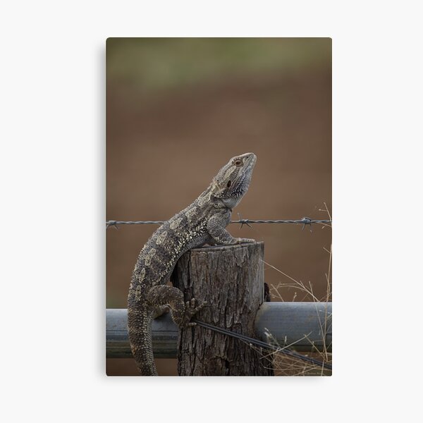 Item preview, Central Bearded Dragon-0250 designed and sold by Barbara Harris.