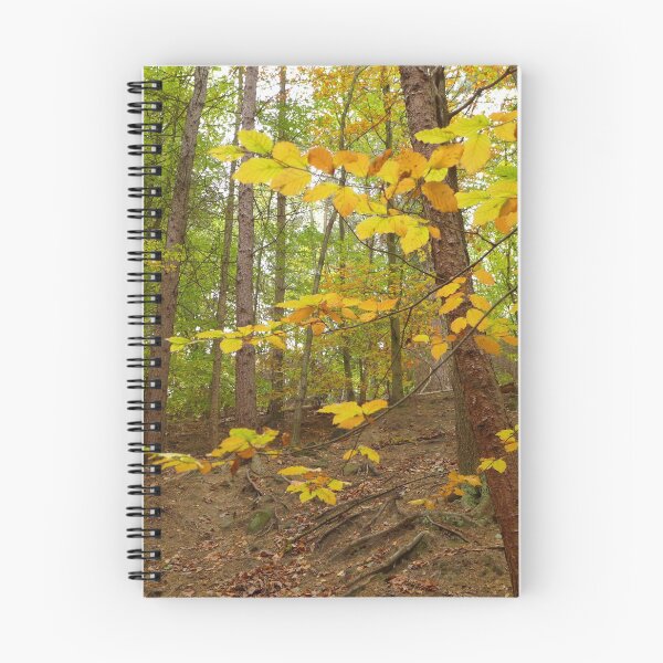 Item preview, Early autumn woodlands at Newmillerdam designed and sold by Anna Myerscough.