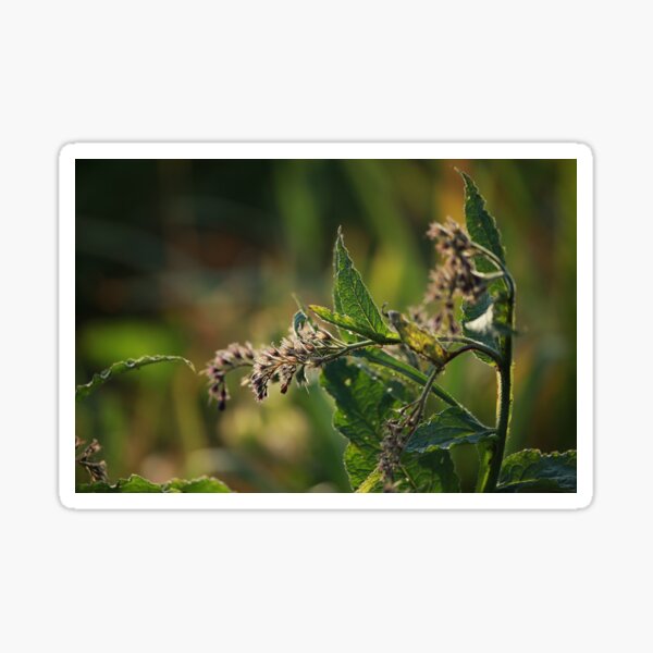 Unkraut Im Garten Geschenke Merchandise Redbubble