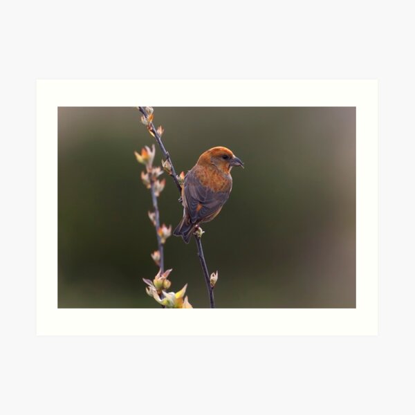 Red Crossbill Art Print