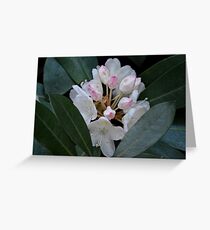 Rhododendron at Gibbs Gardens Greeting Card