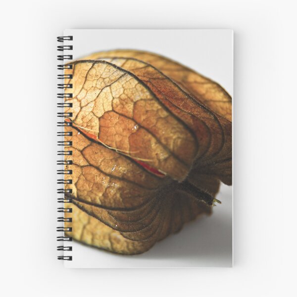 Item preview, Physalis designed and sold by Avantgarda.