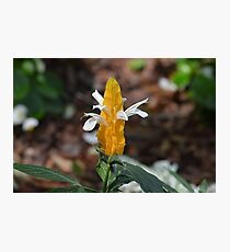 Golden Shrimp Plant at Gibbs Gardens Photographic Print