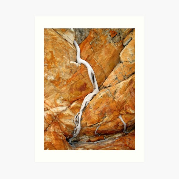 Ficus Rock Art Print