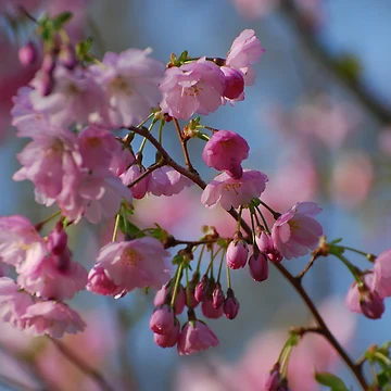 Artwork thumbnail, Spring bloom by roumen