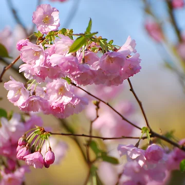 Artwork thumbnail, Spring bloom by roumen