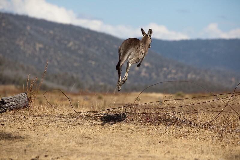 "Kangaroo Over Fences" by Korske Ara Redbubble