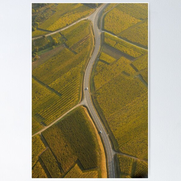 Route au milieu du vignoble Poster