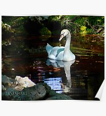 Reflections of a Swan Poster