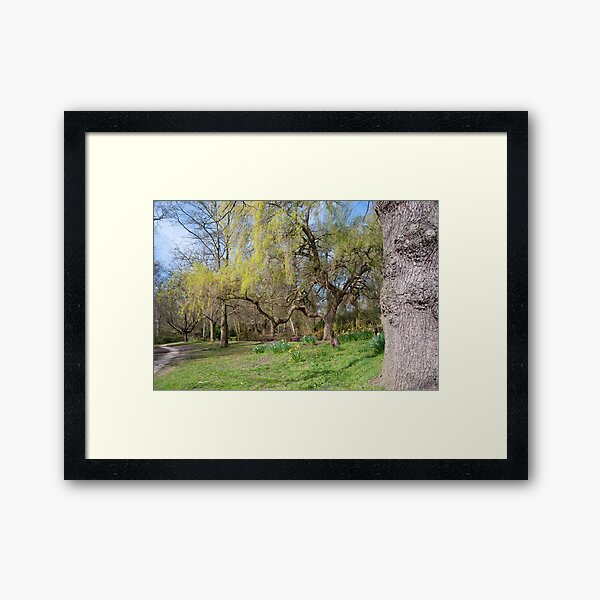 Item preview, Weeping Willow: Springtime at Bushey Park, Hampton Court, designed and sold by DonDavisUK.