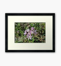 Tiny Flowers Framed Print