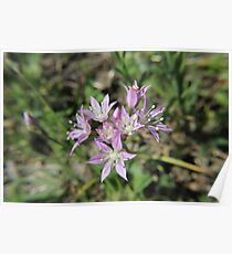 Tiny Flowers Poster