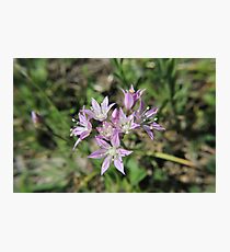 Tiny Flowers Photographic Print