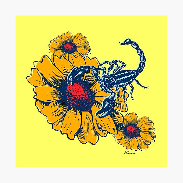 Scorpion Flowers Photographic Print