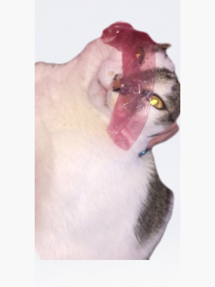 "condom cat" Sticker by allyzimmer Redbubble