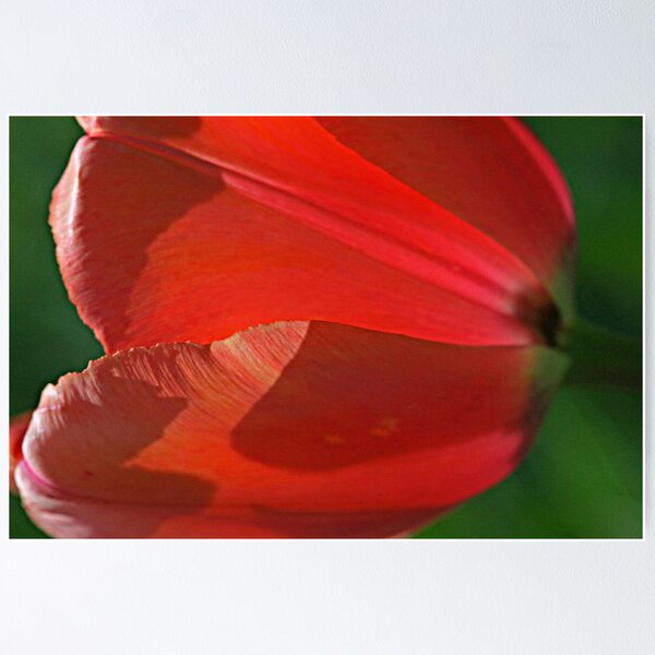 Item preview, Sidelined Tulip designed and sold by Monnie Ryan.