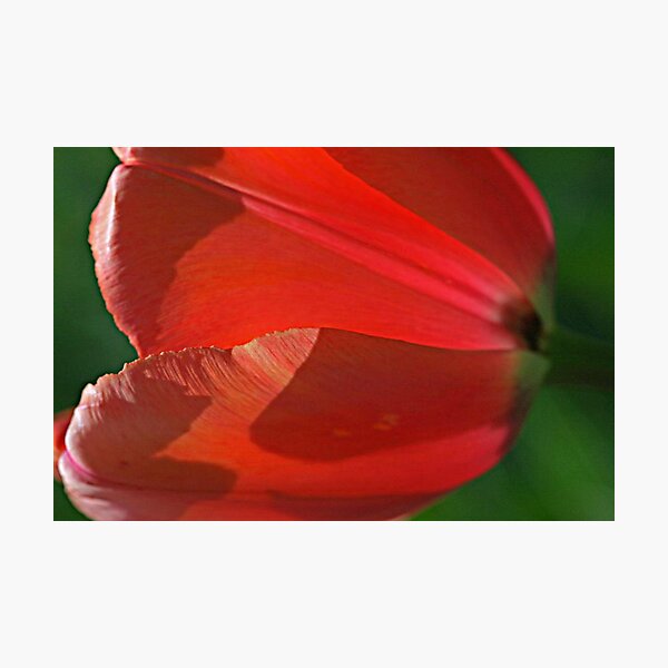 Item preview, Sidelined Tulip designed and sold by Monnie Ryan.