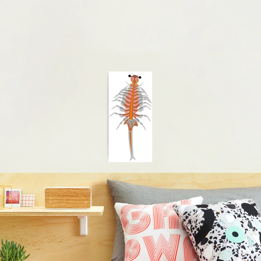 Brine shrimp (Artemia salina),  Photographic Print for Sale by Zosimus