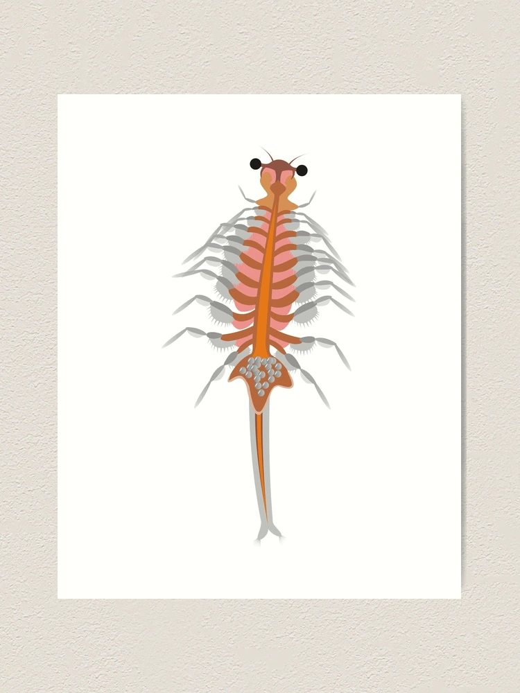 Brine shrimp (Artemia salina),  Art Print for Sale by Zosimus